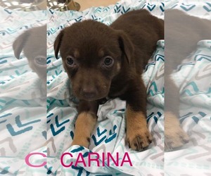Chiweenie Dogs for adoption in pomfret, CT, USA