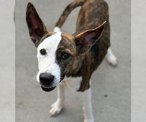 Catahoula Leopard Dog-Unknown Mix Dogs for adoption in Tulsa, OK, USA