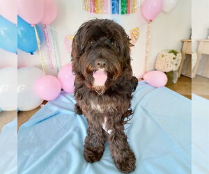 Cock-A-Poo-Unknown Mix Dogs for adoption in Bellingham, WA, USA