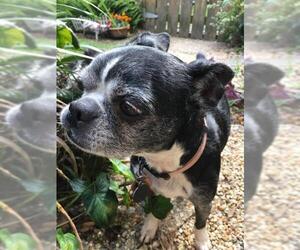 Boston Terrier Dogs for adoption in Lafayette, LA, USA