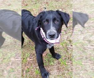 Labradoodle Dogs for adoption in Social Circle, GA, USA