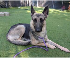 German Shepherd Dog Dogs for adoption in Raleigh, NC, USA