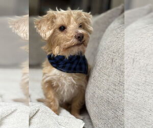 Mal-Shi Dogs for adoption in Phoenix, AZ, USA