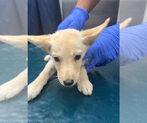 Finnish Spitz-Unknown Mix Dogs for adoption in Mobile, AL, USA
