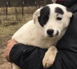 Border Collie Dogs for adoption in Cabool, MO, USA