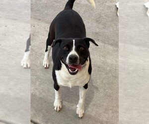 Mutt Dogs for adoption in Calgary, Alberta, Canada