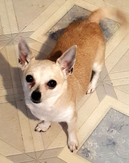 Chihuahua Dogs for adoption in Westmont, IL, USA