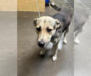 German Shepherd Dog-Unknown Mix Dogs for adoption in Stockton, CA, USA