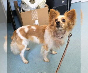 Chion Dogs for adoption in Long Beach, CA, USA