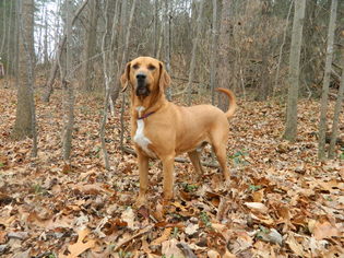 Bloodhound Dogs for adoption in Randleman, NC, USA