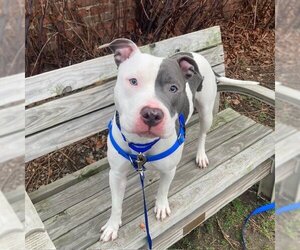 American Pit Bull Terrier Dogs for adoption in Boston, MA, USA