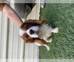 Cavalier King Charles Spaniel Dogs for adoption in Lakewood, CO, USA