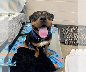 American Bulldog Dogs for adoption in Fort Wayne, IN, USA