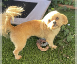 Shih Tzu Dogs for adoption in San Diego , CA, USA