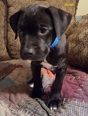 Medium Photo #1 Labrador Retriever-Unknown Mix Puppy For Sale in Cumming, GA, USA