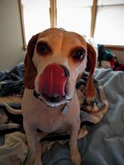 Beagle Dogs for adoption in Chaska, MN, USA