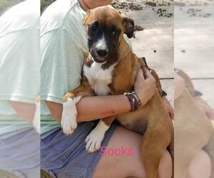 Boxer-Unknown Mix Dogs for adoption in Nesbit, MS, USA