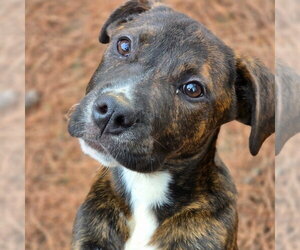 Boxer-Unknown Mix Dogs for adoption in Canton, CT, USA
