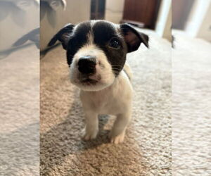 Mutt Dogs for adoption in Mount Pleasant, SC, USA