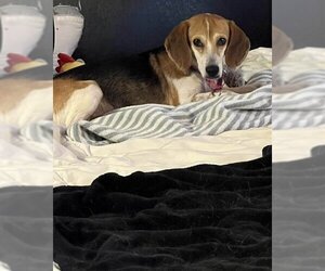 Beagle Dogs for adoption in Las Vegas, NV, USA