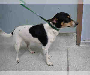Parson Russell Terrier Dogs for adoption in Tallahassee, FL, USA