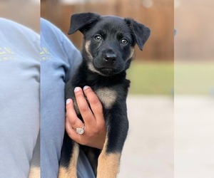 Australian Shepherd-Unknown Mix Dogs for adoption in Dallas, TX, USA