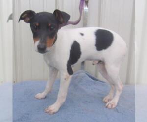 Jack Russell Terrier Dogs for adoption in Mountain View, MO, USA