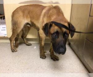 German Shepherd Dog Dogs for adoption in Riverside, CA, USA