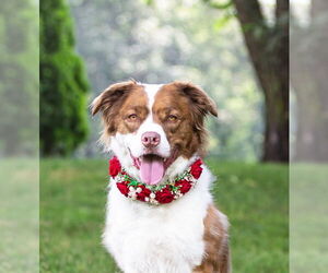 Brittany-Unknown Mix Dogs for adoption in Unionville, PA, USA