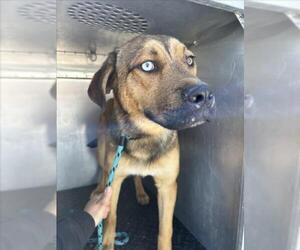 German Shepherd Dog-Unknown Mix Dogs for adoption in Rancho Cucamonga, CA, USA
