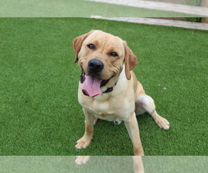 Labrador Retriever Dogs for adoption in Chestertown, MD, USA