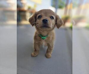 Chihuahua-Cocker Spaniel Mix Dogs for adoption in Banning, CA, USA