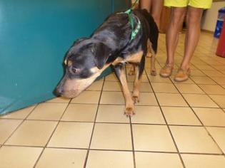 Medium Photo #1 Rottweiler-Unknown Mix Puppy For Sale in West Palm Beach, FL, USA