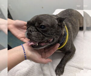 Bulldog Dogs for adoption in Chico, CA, USA