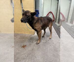 German Shepherd Dog-Unknown Mix Dogs for adoption in Stockton, CA, USA