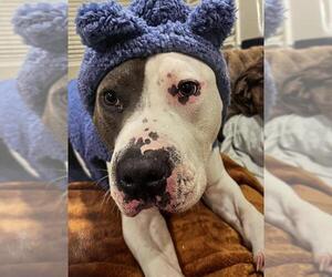American Pit Bull Terrier Dogs for adoption in Derwood, MD, USA