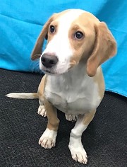 Bagle Hound Dogs for adoption in Mukwonago, WI, USA