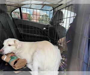 Chihuahua-Unknown Mix Dogs for adoption in San Antonio, TX, USA