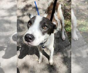 Border Collie-Unknown Mix Dogs for adoption in San Antonio, TX, USA