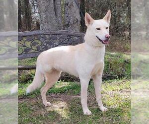 Labrador Retriever Dogs for adoption in Wetumpka, AL, USA