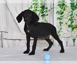 Unknown-Weimaraner Mix Dogs for adoption in Oroville, CA, USA