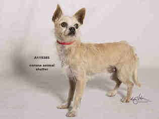 Toxirn Dogs for adoption in Corona, CA, USA