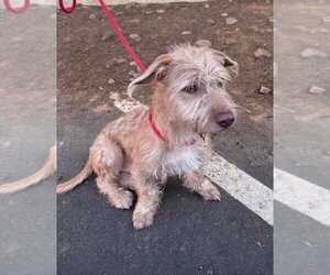 Glen of Imaal Terrier Dogs for adoption in Ramona, CA, USA