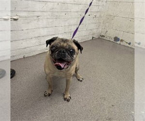 Pug Dogs for adoption in San Bernardino, CA, USA