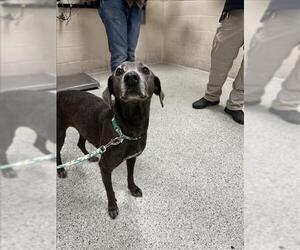 Weimaraner Dogs for adoption in Conroe, TX, USA