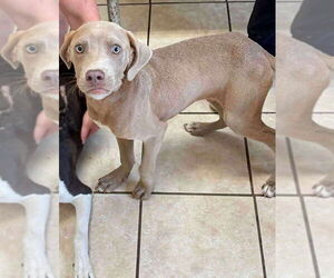 Unknown-Weimaraner Mix Dogs for adoption in Benton, PA, USA