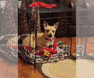 Chihuahua Dogs for adoption in Concord, NC, USA