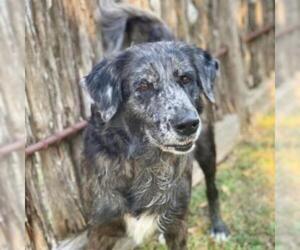 Australian Shepherd Dogs for adoption in Fredericksburg, TX, USA
