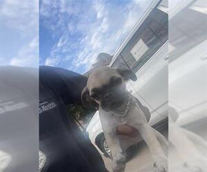 Pug Dogs for adoption in Houston, TX, USA