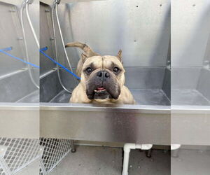 French Bulldog-Unknown Mix Dogs for adoption in Victorville, CA, USA